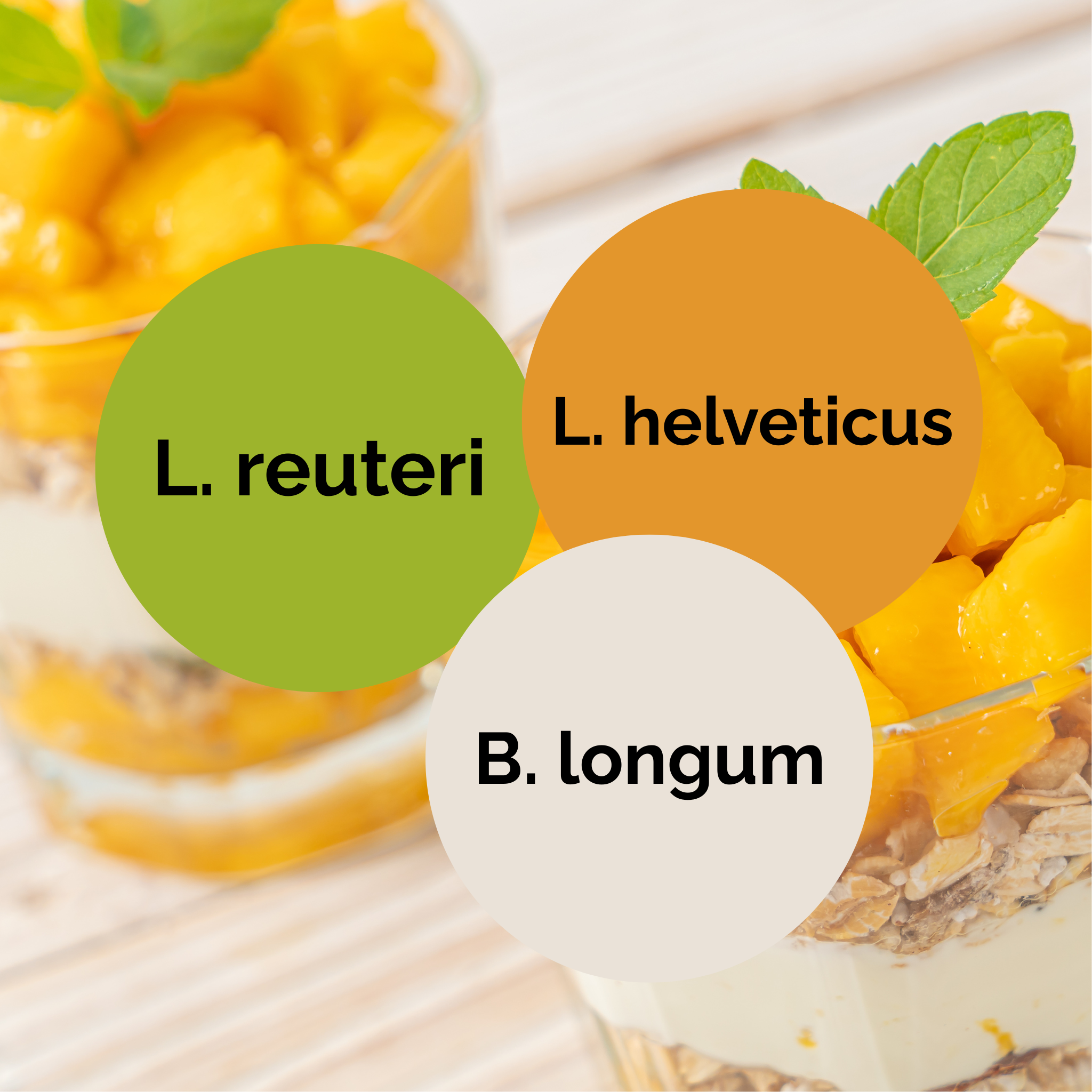 L. reuteri + L. helveticus + B. longum | Set de pornire iaurt | Culturi de start | Pachet de 3 bucăți